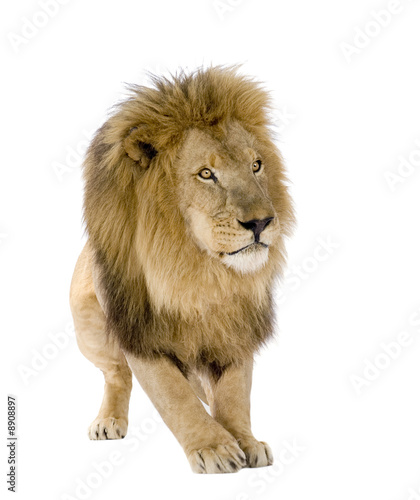 Lion  8 years  - Panthera leo in front of a white background