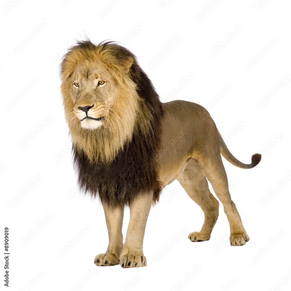 Obraz premium Lion (4 and a half years) in front of a white background