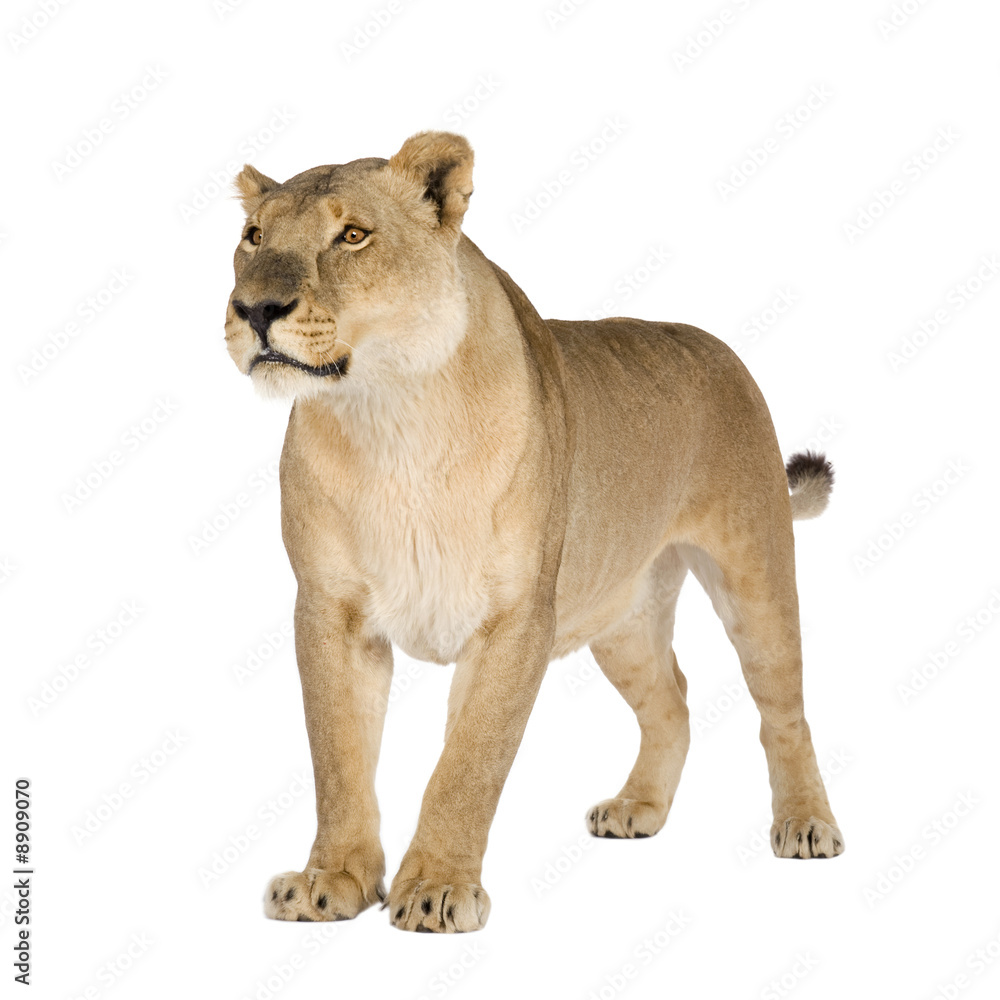 Fototapeta premium Lioness (8 years) in front of a white background