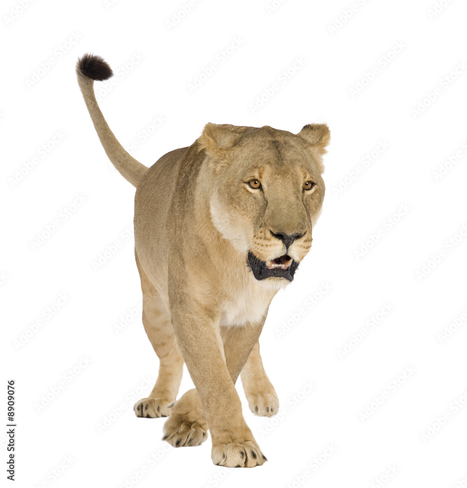 Lioness (8 years) - in front of a white background