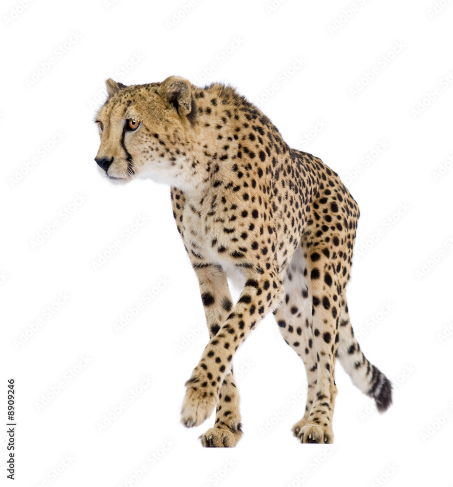 Cheetah - Acinonyx jubatus in front of a white background Cheetah - Acinonyx jubatus in front of a white background