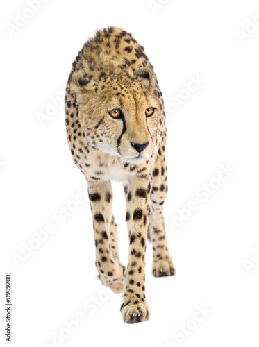 Cheetah - Acinonyx jubatus in front of a white background