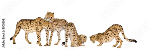 Group of Cheetah