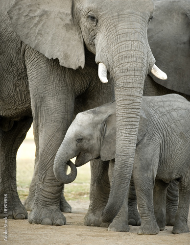 Canvas Print elephant calf and his mother