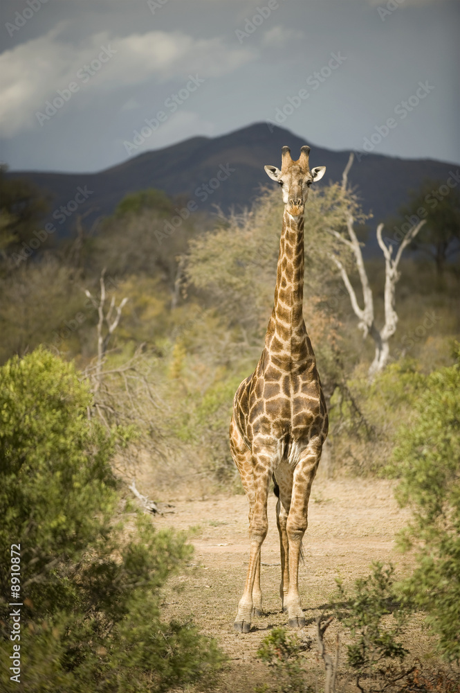 Fototapeta premium giraffe