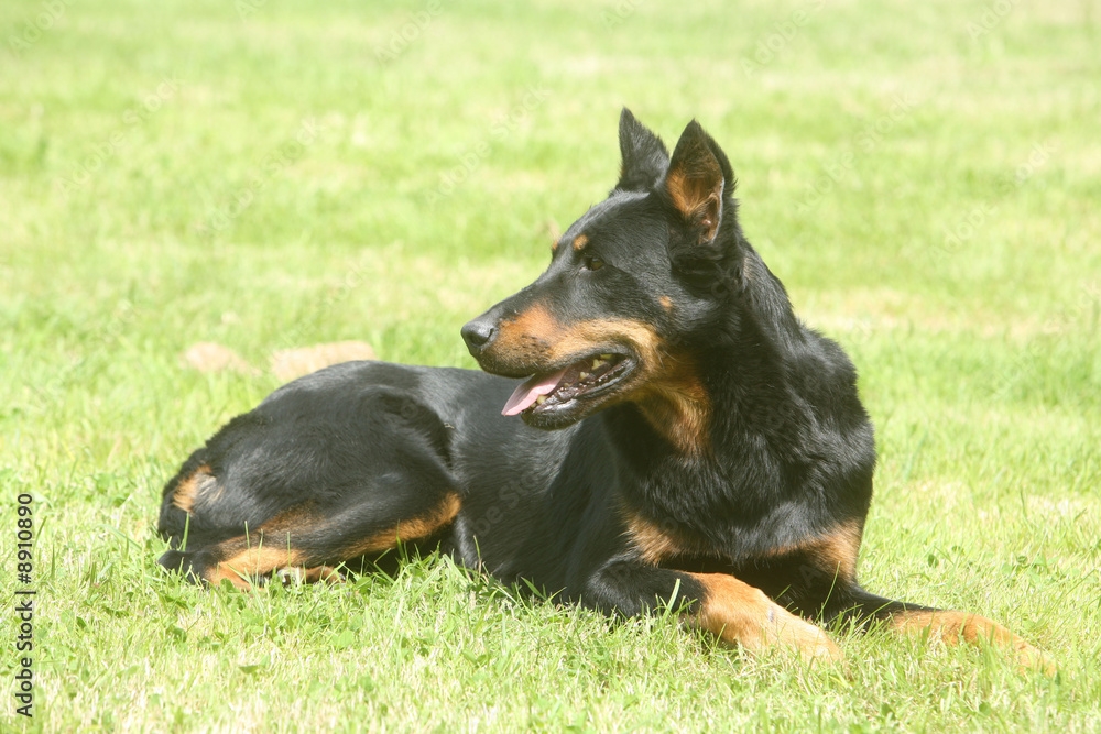 beauceron seul sur l'herbe beauceron seul sur l'herbe