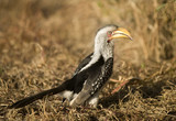 Southern Yellow-billed Hornbill - Tockus leucomelas
