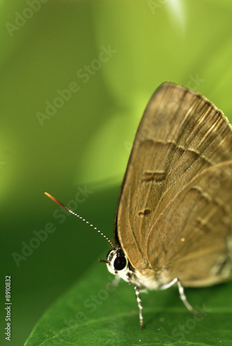 Close up of the species Rapala Pheretima Sequirera butterfly