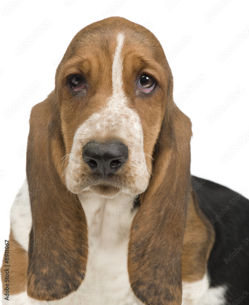 Basset Hound (3 months) in front of a white background