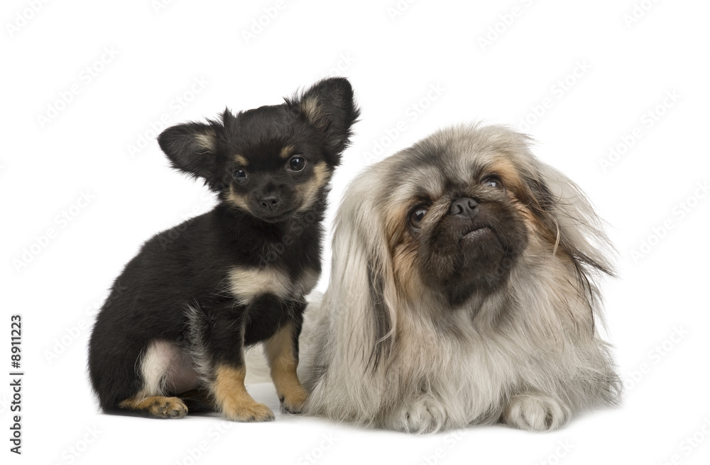 a Pekingese and a chihuahua in front of a white background
