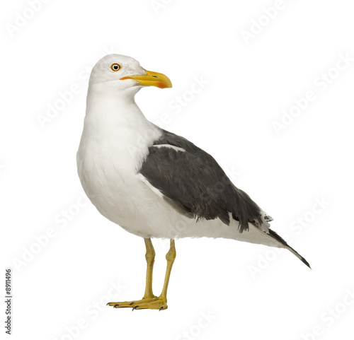 Fototapet Herring Gull (3 years) in front of a white background