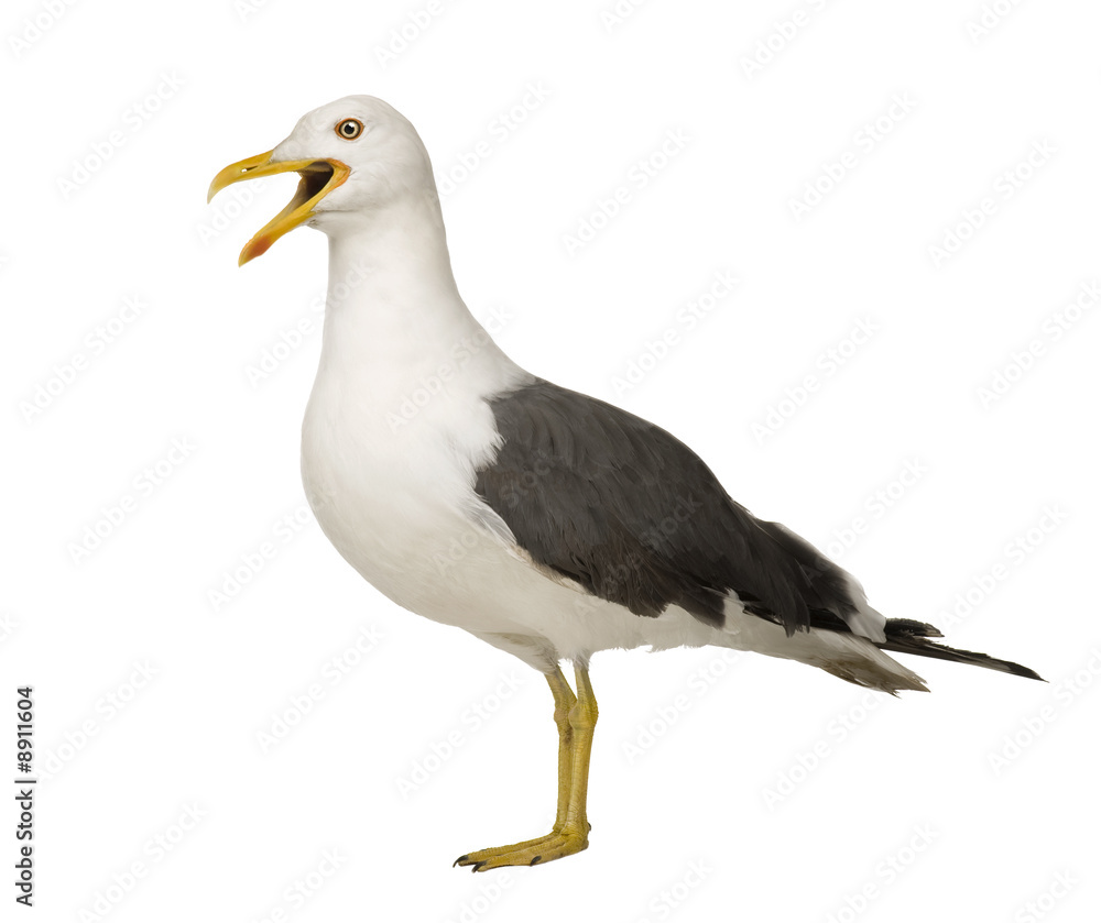 Obraz premium Herring Gull (3 years) in front of a white background