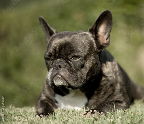 french Bulldog in front of a natural green background. © Eric Isselée