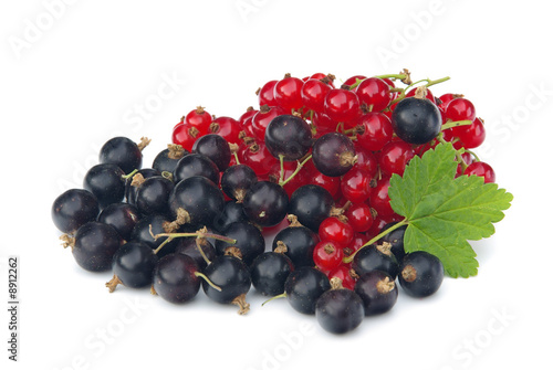 Johannisbeere - currant 18