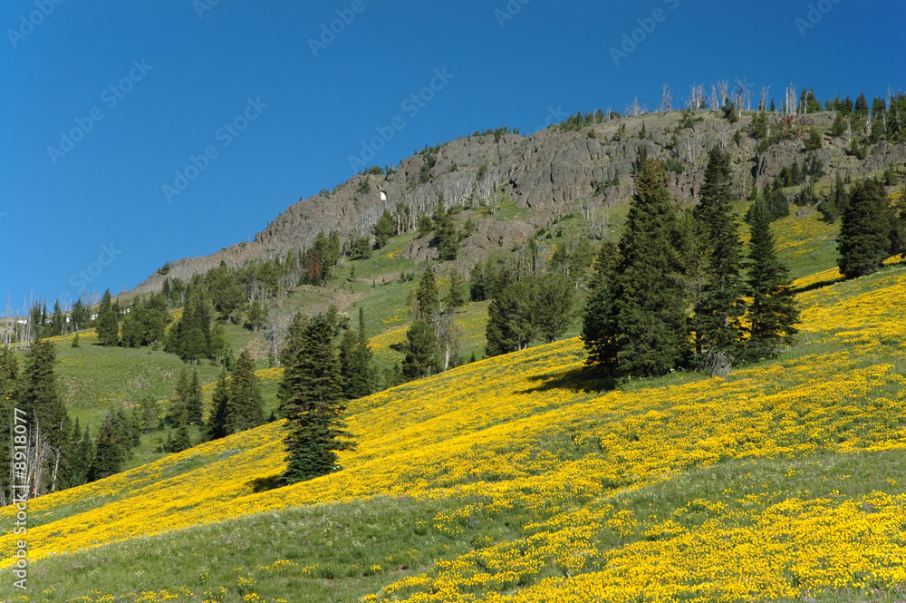 Wild flowers bloom on mountain, Yellowstone National Park.