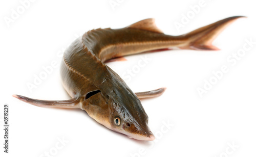 russian sturgeon isolated on white