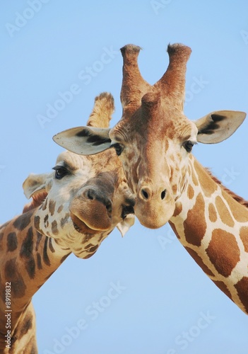 Photography Giraffe couple in love with blue sky on background