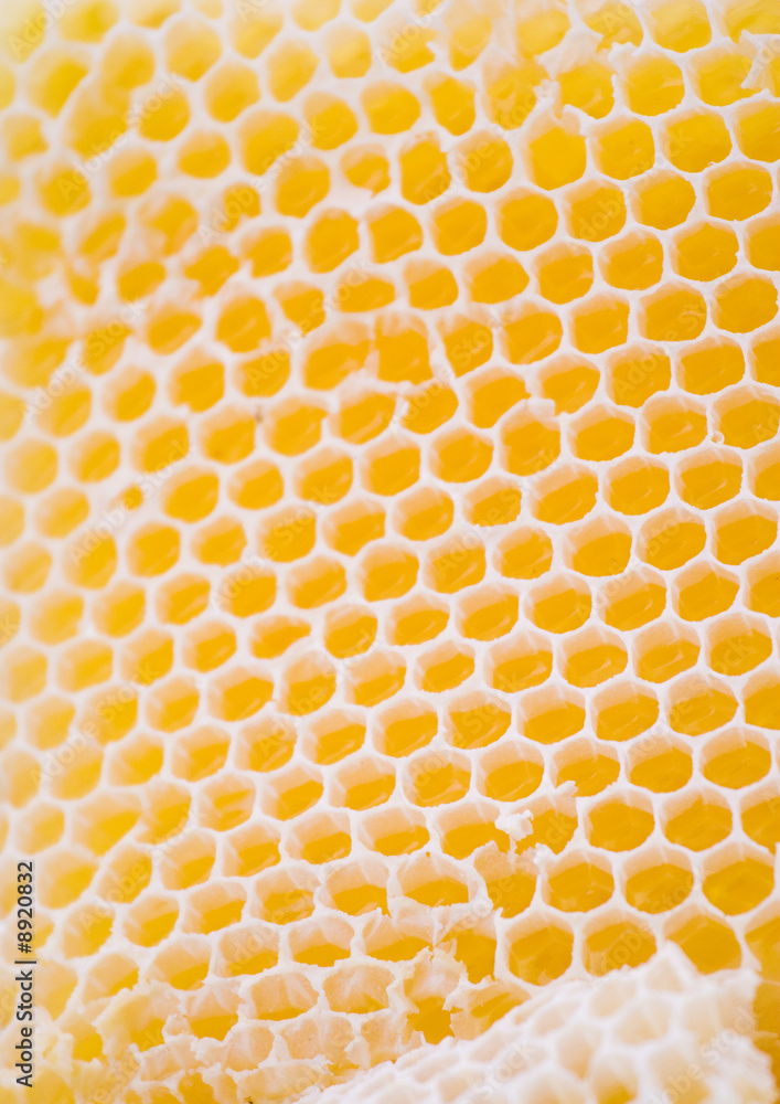 honeycomb macro detail honeycomb macro detail