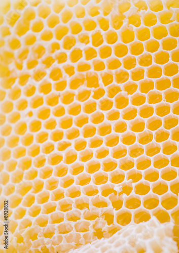 honeycomb macro detail