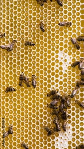 Macro of working bee on honeycells