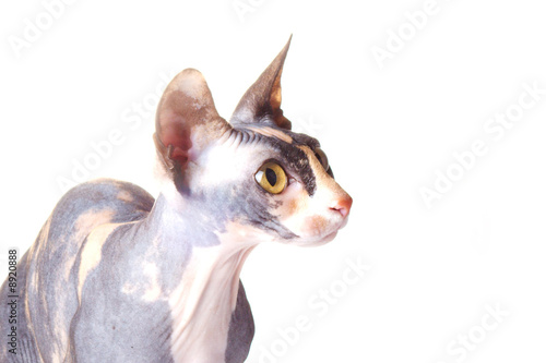 The Canadian sphynx. light background