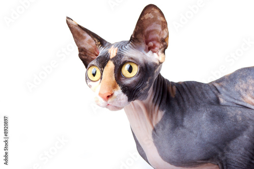 The Canadian sphynx. light background