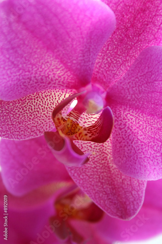 details of pink exotic orchid