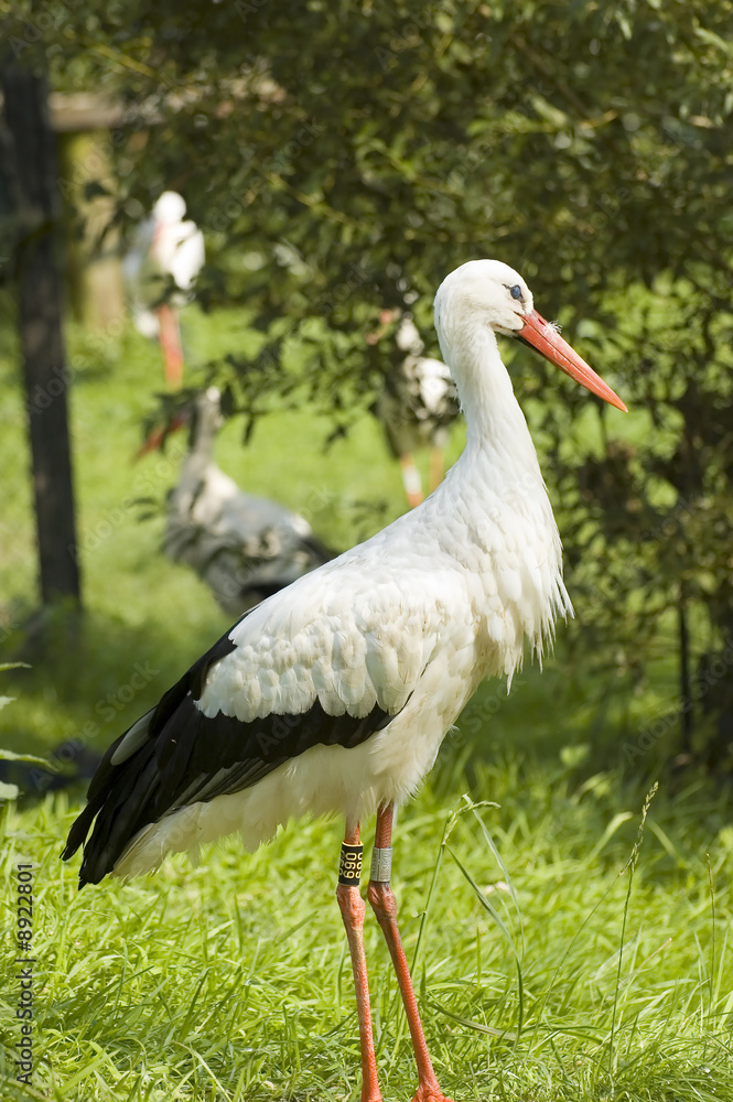 Fototapeta premium Beautiful stork with green natural background