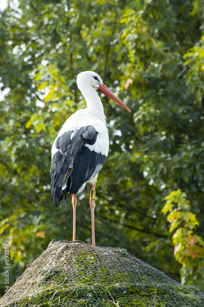 Fototapeta premium Beautiful stork with green natural background