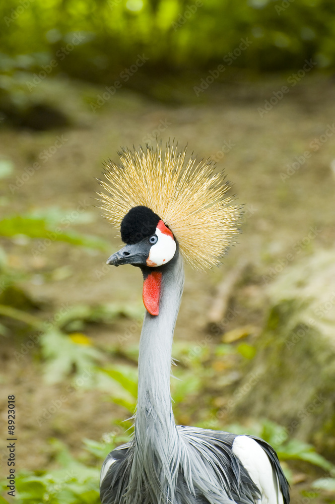 Fototapeta premium Crowned crane bird with natural background