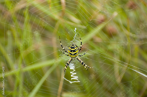 Yellow black argiope spider in web