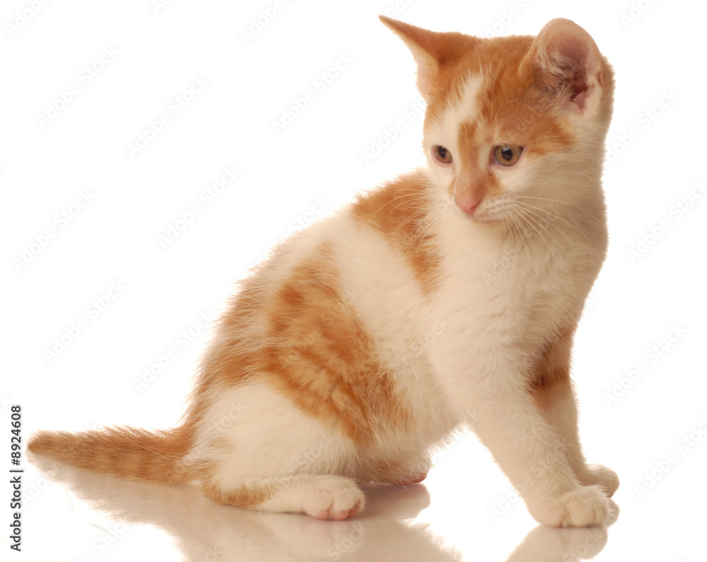orange and white seven week old kitten orange and white seven week old kitten