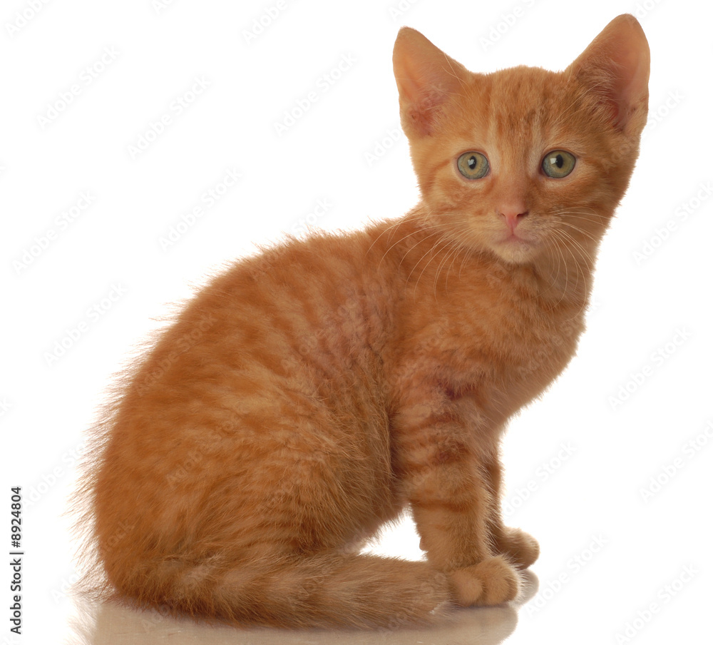portrait of orange tabby kitten sitting - seven weeks old