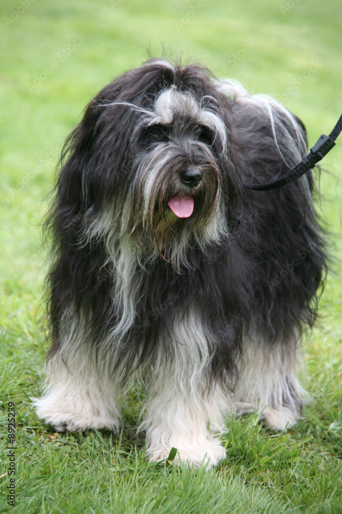 Tibet-Terrier