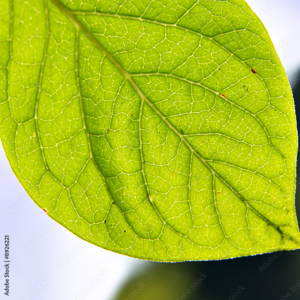 Fresh green leaf close-up over blue sky