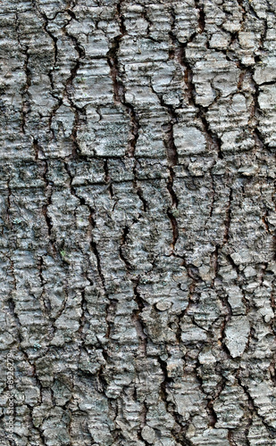 Macro of a tree trunk