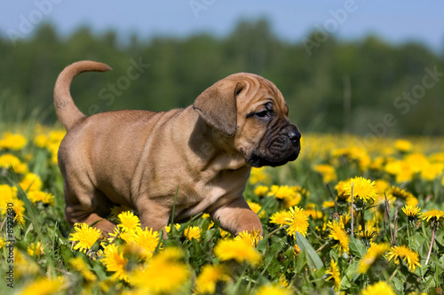 Dogo Canario puppy in yellow dandelions