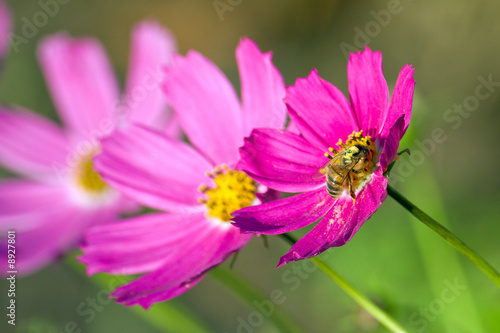Bee working on the purple cosmea  cosmos  flower