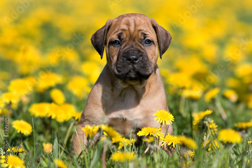 Dogo Canario puppy in yellow dandelions