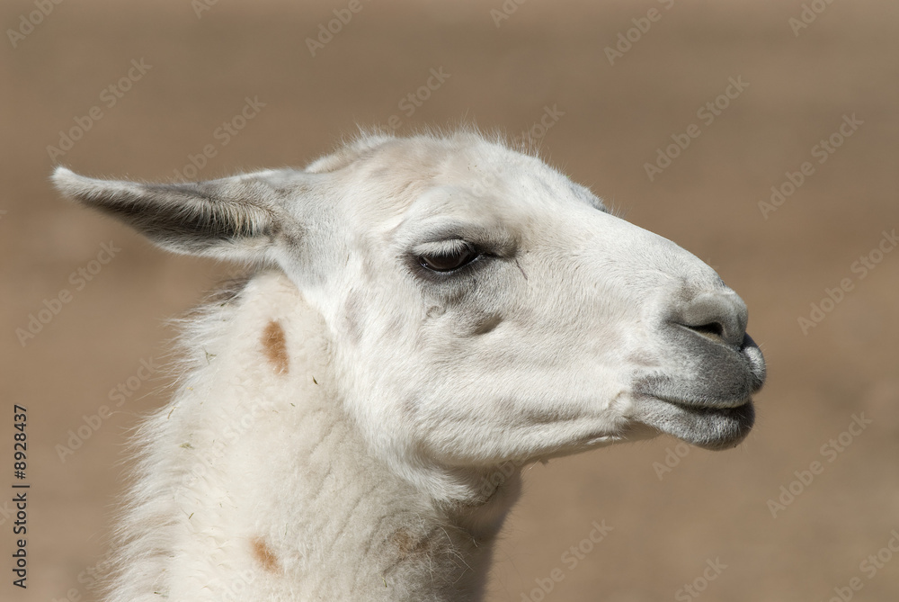 Llama (Lama glama) Headshot Portrait