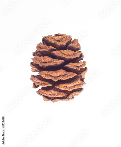 Sequoia seed strobile isolated on white backgrounds