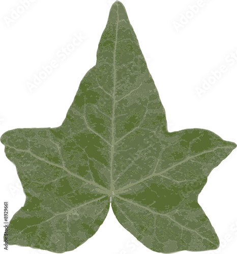 A ivy leaf isolated on white background. Vector