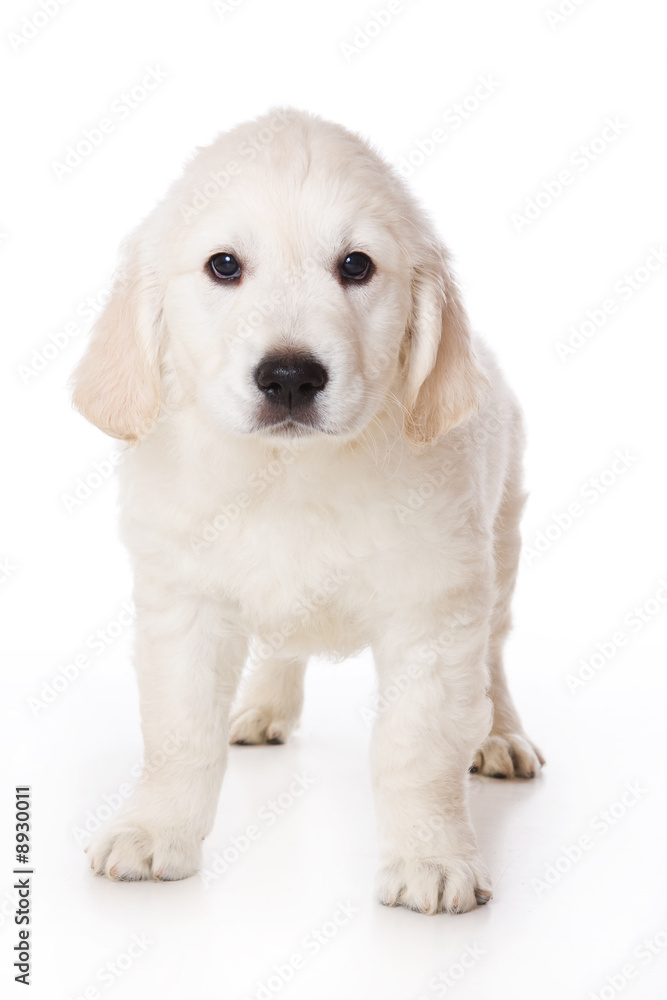 Golden retriever puppy on white background Golden retriever puppy on white background