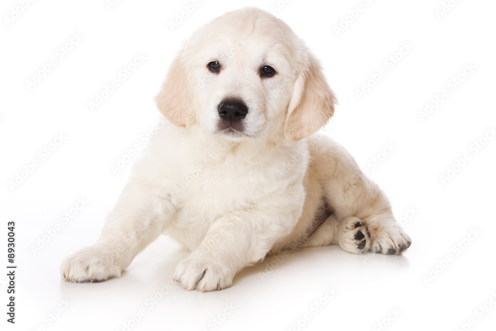 Golden retriever puppy on white background