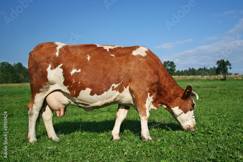 A red and white milk cow