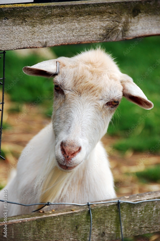 Obraz premium Goat looking through fence