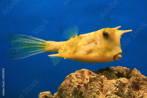 closeup of a yellow  cow fish in an aquarium.