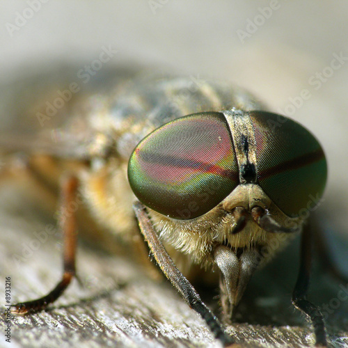 Männliche Bremse (Tabanus bromius)_03 photo