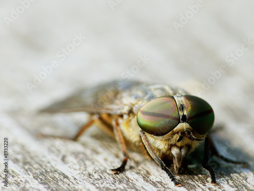 Männliche Bremse (Tabanus bromius)_01 photo