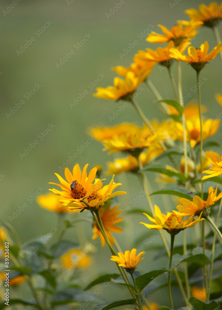 Yellow field flowers Yellow field flowers